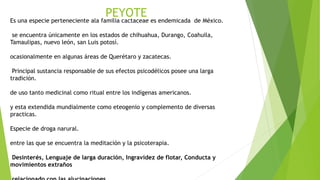 PEYOTE
Es una especie perteneciente ala familia cactaceae es endemicada de México.
se encuentra únicamente en los estados de chihuahua, Durango, Coahuila,
Tamaulipas, nuevo león, san Luis potosí.
ocasionalmente en algunas áreas de Querétaro y zacatecas.
Principal sustancia responsable de sus efectos psicodélicos posee una larga
tradición.
de uso tanto medicinal como ritual entre los indígenas americanos.
y esta extendida mundialmente como eteogenio y complemento de diversas
practicas.
Especie de droga narural.
entre las que se encuentra la meditación y la psicoterapia.
Desinterés, Lenguaje de larga duración, Ingravidez de flotar, Conducta y
movimientos extraños
 