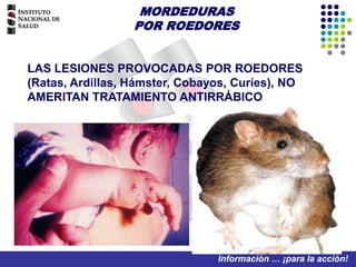 MORDEDURAS POR ROEDORES LAS LESIONES PROVOCADAS POR ROEDORES (Ratas, Ardillas, Hámster, Cobayos, Curíes), NO AMERITAN TRATAMIENTO ANTIRRÁBICO 
