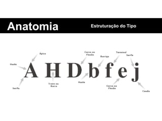 Anatomia Estruturação do Tipo 