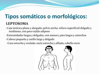 Tipos somáticos o morfológicos:
LEPTOSOMA
-Caja torácica plana y alargada; pelvis ancha; relieve superficial delgado y
tendinoso, con poco tejido adiposo
-Extremidades largas y delgadas, con manos y pies largos y estrechos
-Cabeza pequeña y cuello largo y delgado
-Cara estrecha y ovalada; nariz estrecha y afilada; cabello recio
 