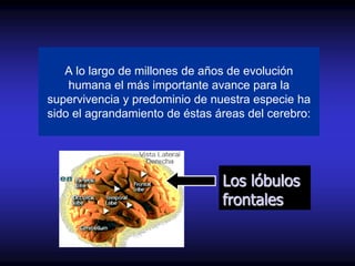 A lo largo de millones de años de evolución
    humana el más importante avance para la
supervivencia y predominio de nuestra especie ha
sido el agrandamiento de éstas áreas del cerebro:




                                Los lóbulos
                                frontales
 