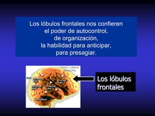 Los lóbulos frontales nos confieren
      el poder de autocontrol,
          de organización,
    la habilidad para anticipar,
           para presagiar.



                         Los lóbulos
                         frontales
 