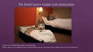 Figura 85: Un hotel para viajar con mascotas
Fuente: http://www.vademascotas.com/2014/06/te-vas-de-vacaciones-busca-hotel-con-servicio-de-mascota/
 