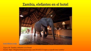 hotel Mfuwe Lodge.
Figura 86: Zambia, elefantes en el hotel
Fuente: https://blogmuchomasqueunviaje.com/2014/02/27/viajes-y-expediciones-zambia/
 