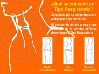¿Qué se entiende por Tipo Respiratorio? Zona en la que se concentra el aire al ingresar a los pulmones; El predominio de uno u otro grupo muscular de la cavidad toráxica determinará el Tipo Respiratorio Medio    Bajo  Superior  Costodiafragmático  Abdominal   Costal Superior 