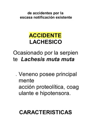 de accidentes por la
escasa notificación existente
ACCIDENTE
LACHESICO
Ocasionado por la serpien
te Lachesis muta muta
 Veneno posee principal
mente
acción proteolítica, coag
ulante e hipotensora.
CARACTERISTICAS
 