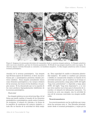 Tipos celulares. Neurona. 7
Figura 8: Im´agenes de microscop´ıa electr´onica de transmisi´on donde se muestran sinapsis qu´ımicas. A) Sinapsis asim´etrica
sobre una tronco dendr´ıtico, que hace de elemento postsin´atico. B) Detalle de una sinapsis asim´etrica sobre una espina. Se
observan algunas ves´ıculas liberando su contenido a la hendidura sinap´atica. C) Dos sinapsis asim´etricas sobre el mismo
terminal postsin´aptico.
citaci´on) de la neurona postsin´aptica. Las sinapsis
tipo II tienen aspecto de sim´etricas, es decir, las mem-
branas pre- y postsin´apticas presentan c´umulos pro-
teicos similares. Estas sinapsis normalmente tienen
como elementos postin´apticos a los cuerpos celulares
de las neuronas, los troncos de las dendritas y los pro-
pios axones. Se ha demostrado que en la mayor´ıa de
los casos producen hiperpolarizaci´on (inhibici´on) de
la neurona postsin´aptica.
Plasticidad
Las sinapsis qu´ımicas no son estructuras ﬁjas, de tal
forma que puede cambiar el tama˜no de los elementos
presin´apticos y postsin´apticos, puede variar el n´umero
de receptores, el n´umero de ves´ıculas o la forma de
la superﬁcie de membrana del contacto sin´aptico, y
todo ello en funci´on de la actividad de dicha sinap-
sis. Esta capacidad de cambio se denomina plastici-
dad sin´aptica. El cambio (o cambios) que potencia
o debilita la comunicaci´on sin´aptica en funci´on de la
actividad neuronal y que se mantiene en el tiempo se
denomina potenciaci´on a largo plazo (LTP, del ingl´es
“long term potentiation”) o depresi´on a largo plazo
(LTD, del ingl´es “long term depression”), y se cree
que estos cambios son la base para la formaci´on de re-
cuerdos o el almac´en de informaci´on (memoria). Un
recuerdo no ser´ıa una sinapsis, sino la actividad de
una red de neuronas conectadas con sinapsis modiﬁ-
cadas.
Neurotransmisores
Los neurotransmisores son las mol´eculas que comu-
nican las neuronas entre s´ı. Son liberados principal-
mente desde el terminal presin´aptico y viajan por la
Atlas de la Universidad de Vigo
 
