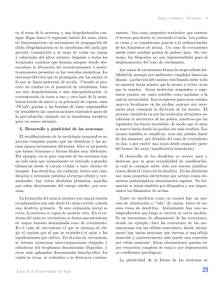 Tipos celulares. Neurona. 9
en el soma de la neurona, y una despolarizaci´on con-
sigue llegar hasta el segmento inicial del ax´on, entra
en funcionamiento un mecanismo de propagaci´on de
dicha despolarizaci´on en la membrana del ax´on que
permite transmitirla a lo largo de todas las ramas
y colaterales del ´arbol ax´onico, llegando a todos los
terminales ax´onicos que forman sinapsis donde des-
encadena la liberaci´on del neurotransmisor o neuro-
transmisores presentes en las ves´ıculas sin´apticas. La
descarga el´ectrica que se propagada por los axones es
lo que se llama potencial de acci´on. Cuando se pro-
duce un cambio en el potencial de membrana, bien
sea una despolarizaci´on o una hiperpolarizaci´on, la
concentraci´on de iones a uno y otro lado de la mem-
brana tiende de nuevo a su potencial de reposo, unos
-70 mV, gracias a las bombas de iones responsables
de restablecer las concentraciones existentes antes de
la perturbaci´on, dejando as´ı la membrana receptiva
para un nuevo est´ımulo.
5. Desarrollo y platicidad de las neuronas
El establecimiento de la morfolog´ıa neuronal es un
proceso complejo puesto que las dendritas y los ax-
ones siguen mecanismos diferentes. Esto es as´ı puesto
que tienen funciones y formas ﬁnales muy diferentes.
Por ejemplo, en la gran mayor´ıa de las neuronas hay
un solo ax´on que normalmente se extiende a grandes
distancias desde el cuerpo celular y hace cientos de
sinapsis. Las dendritas, sin embargo, tienen una ram-
iﬁcaci´on y extensi´on pr´oxima al cuerpo celular y, nor-
malmente, hay varias dendritas primarias, aquellas
que salen directamente del cuerpo celular, por neu-
rona.
La formaci´on del ax´on se produce por una protusi´on
citoplasm´atica que sale desde el cuerpo celular o desde
una dendrita primaria. Si esta expansi´on inicial se
corta, la neurona es capaz de generar otra. En el ex-
tremo del ax´on en crecimiento se forma una estructura
de mayor tama˜no denominada cono de crecimiento.
Es el cono de crecimiento el que se encarga de ele-
gir el camino por el que se extender´a el ax´on y las
ramiﬁcaciones que sufrir´a. En el cono de crecimiento
se forman numerosas micro-expansiones delgadas y
cil´ındricas del citoplasma denominadas ﬁlopodios, y
otras m´as aplanadas denominadas lamelipodios, los
cuales se crean, se extienden y se destruyen continu-
amente. Son como peque˜nos tent´aculos que tantean
el terreno por donde va creciendo el ax´on. Los podios
se crean y se transforman gracias a la polimerizaci´on
de los ﬁlamentos de actina. Un cono de crecimiento
puede tener muchos podios de ambos tipos. Sin em-
bargo, los ﬁlopodios no son imprescindibles para el
desplazamiento del cono de crecimiento.
Los conos de crecimiento tienen la sorprendente ha-
bilidad de navegar por ambientes complejos hasta sus
dianas. La elecci´on del camino est´a basada sobre todo
en moverse hacia se˜nales que lo atraen y evitar otras
que lo repelen. Estas mol´eculas atrayentes o repe-
lentes pueden ser tanto solubles como ancladas a la
matriz extracelular. Los receptores para estas se˜nales
parecen localizarse en los podios, quienes son nece-
sarios para conseguir la direcci´on de los axones. El
proceso consistir´ıa en que las mol´eculas atrayentes es-
tabilizan la estructura de los podios, mientras que los
repelentes los hacen inestables, de modo que el ax´on
se mueve hacia donde los podios son m´as estables. Los
axones tambi´en se ramiﬁcan, cosa que pueden hacer
de dos maneras: por divisi´on del cono de crecimiento
en dos, o por emitir una rama desde cualquier parte
del tronco del ax´on (ramiﬁcaci´on intersticial).
El desarrollo de las dendritas se conoce peor y
destacan por su gran complejidad de ramiﬁcaci´on,
la cual se consigue sobre todo por nuevas ramiﬁca-
ciones desde el tronco de la dendrita. En las dendritas
hay unas peque˜nas estructuras que act´uan como ele-
mentos postsin´apticos denominados espinas. Su for-
maci´on se inicia tambi´en por ﬁlopodios y son impor-
tantes los ﬁlamentos de actina.
Tanto en dendritas como en axones hay un pro-
ceso de eliminaci´on o “tala” de ramas, tanto de ax-
ones como de dendritas. Inicialmente hay una so-
breproducci´on que luego se recorta en cierta medida.
Es un mecanismo de aﬁnamiento de las conexiones,
siendo un ejemplo claro las conexiones de las mo-
toneuronas con las c´elulas musculares, donde inicial-
mente hay varias neuronas que inervan a una c´elula
muscular y posteriormente s´olo queda una conexi´on
por c´elula muscular. Estas eliminaciones pueden ser
por retracci´on completa de rama o por degeneraci´on
en condiciones patol´ogicas.
La plasticidad de la forma de las neuronas se
Atlas de la Universidad de Vigo
 