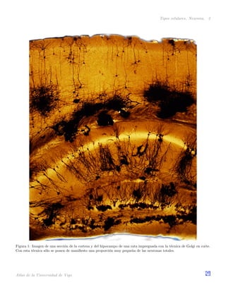 Tipos celulares. Neurona. 2
Figura 1: Imagen de una secci´on de la corteza y del hipocampo de una rata impregnada con la t´ecnica de Golgi en corte.
Con esta t´ecnica s´olo se ponen de maniﬁesto una proporci´on muy peque˜na de las neuronas totales.
Atlas de la Universidad de Vigo
 