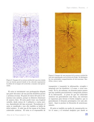 Tipos celulares. Neurona. 3
Figura 2: Imagen de la corteza cerebral de una rata te˜nida
con un tinci´on general donde se ha colocado superpuesta
la c´elula de la imagen de la derecha a tama˜no real aproxi-
mado.
El ax´on es inicialmente una prolongaci´on delgada
que parte del soma o de una porci´on dendr´ıtica gruesa
y pr´oxima al soma. El punto de inicio del ax´on se de-
nomina cono ax´onico, porque su di´ametro disminuye
de manera clara. El ax´on puede tener una longitud
variable, desde menos de 1 mil´ımetro a varios met-
ros, dependiendo del tipo neuronal. Normalmente el
ax´on es ramiﬁcado y por ello tambi´en se habla de
´arbol ax´onico. A cada una de las ramas se les llama
colaterales ax´onicas. El ax´on es el responsable de
Figura 3: Imagen de una neurona de la corteza cerebral de
una rata impregnada con la t´ecnica de Golgi. Se distinguen
los tres principales compartimentos de las neuronas: den-
dritas, soma y ax´on.
transportar y transmitir la informaci´on, recogida e
integrada por las dendritas y el soma, a otras neu-
ronas. No es, sin embargo, un elemento pasivo puesto
que hay tambi´en procesamiento e integraci´on ax´onica
de la informaci´on. A pesar de que las colaterales
ax´onicas son generalmente muy ﬁnas, sus extremos
se engruesan para formar el bot´on sin´aptico, que es
generalmente el elemento presin´aptico (ver m´as ade-
lante). Aqu´ı se produce la liberaci´on de neurotrans-
misores.
El ax´on es tambi´en un medio de comunicaci´on en-
tre el soma y el terminal sin´aptico por donde se
Atlas de la Universidad de Vigo
 