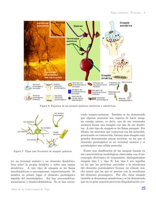 Tipos celulares. Neurona. 6
Figura 6: Esquema de las sinapsis qu´ımicas sim´etricas y asim´etricas.
Figura 7: Tipos m´as frecuentes de sinapsis qu´ımicas.
tre un terminal ax´onico y un elemento dendr´ıtico,
bien sobre la propia dendrita o sobre una espina
dendr´ıtica. A este tipo de sinapsis se les llama
axo-dendr´ıticas o axo-espinosas, respectivamente. Se
nombra en primer lugar el elemento presin´aptico
seguido del postsin´aptico. As´ı hay axo-som´aticas,
axoax´onicas y dendro-dendr´ıticas. No se han encon-
trado somato-ax´onicas. Tambi´en se ha demostrado
que algunas neuronas son capaces de hacer sinap-
sis consigo mismo, es decir, uno de sus terminales
ax´onicos forma una sinapsis con una de sus dendri-
tas. A este tipo de sinapsis se les llama autapsis. Por
´ultimo, las neuronas que contactan con los m´usculos,
provocando su contracci´on, forman unas sinapsis muy
grandes denominadas placas motoras, en las que el
elemento presin´aptico es un terminal ax´onico y el
postsin´aptico una c´elula muscular.
Existe una clasiﬁcaci´on de las sinapsis basada en
sus caracter´ısticas morfol´ogicas observadas con el mi-
croscopio electr´onico de transmisi´on, distingui´endose
sinapsis tipo I y tipo II. Las tipo I son aquellas
en las que las prote´ınas asociadas a la membrana
del elemento postsin´aptico forman un c´umulo mu-
cho mayor que las que se asocian con la membrana
del elemento presin´aptico. Por ello, estas sinapsis
tambi´en se denominan asim´etricas y se ha demostrado
que en su gran mayor´ıa provocan despolarizaci´on (ex-
Atlas de la Universidad de Vigo
 