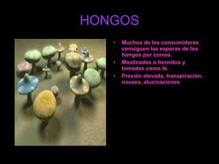 HONGOS Muchos de los consumidores consiguen las esporas de los hongos por correo.  Masticados o hervidos y tomados como té. Presión elevada, transpiración, nausea, alucinaciones  
