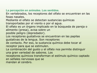 La percepción en animales. Los sentidos.
En vertebrados, los receptores del olfato se encuentran en las
fosas nasales.
Mediante el olfato se detectan sustancias químicas
transportadas por el viento o por el agua.
El olfato es un órgano implicado en la búsqueda de pareja o
alimento (presa), avisa sobre un
posible peligro (depredador).
Los receptores gustativos se encuentran en las papilas
gustativas de la lengua. Son receptores
de contacto. Por eso, la sustancia química debe tocar al
receptor para que se estimulen.
La combinación del gusto y el olfato nos permite distinguir
una gran variedad de sabores. Los
receptores químicos transforman el estímulo químico captado
en señales nerviosas que se
mandan al cerebro.
 