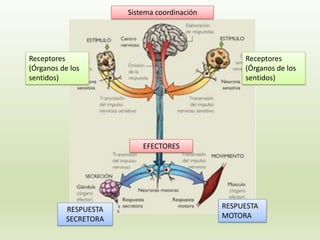 Sistema coordinación
EFECTORES
RESPUESTA
MOTORA
RESPUESTA
SECRETORA
Receptores
(Órganos de los
sentidos)
Receptores
(Órganos de los
sentidos)
 