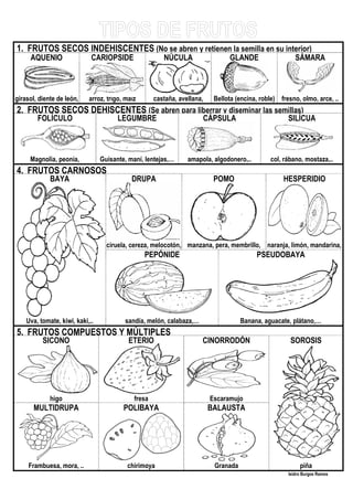 1. FRUTOS SECOS INDEHISCENTES (No se abren y retienen la semilla en su interior)
AQUENIO CARIOPSIDE NÚCULA GLANDE SÁMARA
girasol, diente de león,
…
arroz, trigo, maíz castaña, avellana, Bellota (encina, roble) fresno, olmo, arce, ..
2. FRUTOS SECOS DEHISCENTES (Se abren para liberrar y diseminar las semillas)
FOLÍCULO LEGUMBRE CÁPSULA SILÍCUA
Magnolia, peonia, Guisante, maní, lentejas,… amapola, algodonero,.. col, rábano, mostaza,..
4. FRUTOS CARNOSOS
BAYA DRUPA POMO HESPERIDIO
ciruela, cereza, melocotón, manzana, pera, membrillo, naranja, limón, mandarina,
lima, .PEPÓNIDE PSEUDOBAYA
Uva, tomate, kiwi, kaki,.. sandía, melón, calabaza,… Banana, aguacate, plátano,…
5. FRUTOS COMPUESTOS Y MÚLTIPLES
SICONO ETERIO CINORRODÓN SOROSIS
higo fresa Escaramujo
MULTIDRUPA POLIBAYA BALAUSTA
Frambuesa, mora, .. chirimoya Granada piña
Isidro Burgos Ramos
 