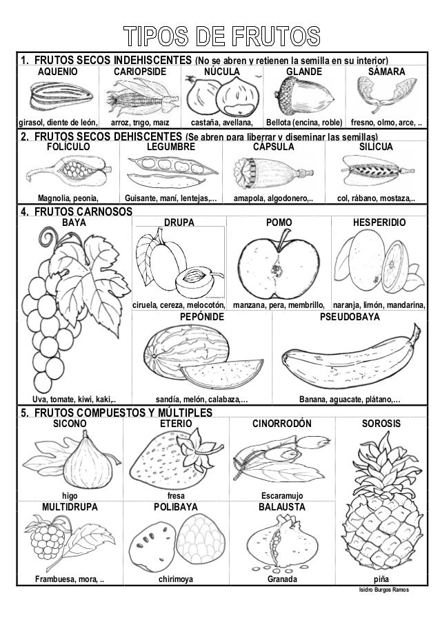 tipos defrutos 1 638