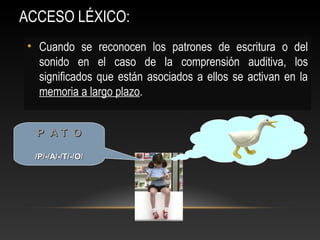 ACCESO LÉXICO:
• Cuando se reconocen los patrones de escritura o del
sonido en el caso de la comprensión auditiva, los
significados que están asociados a ellos se activan en la
memoria a largo plazo.
P A T OP A T O
/P/-/A/-/T/-/O//P/-/A/-/T/-/O/
 