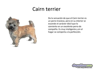 Cairn terrier
Da la sensación de que el Cairn terrier es
un perro travieso, pero en su interior se
esconde el carácter dócil que lo
convierte en un excelente perro de
compañía. Es muy inteligente y en el
hogar se comporta a la perfección.
 