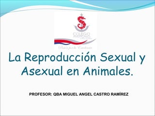 La Reproducción Sexual y
Asexual en Animales.
PROFESOR: QBA MIGUEL ANGEL CASTRO RAMÍREZ
 