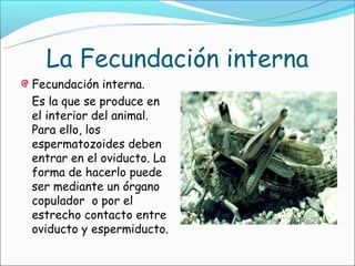 La Fecundación interna
Fecundación interna.
Es la que se produce en
el interior del animal.
Para ello, los
espermatozoides deben
entrar en el oviducto. La
forma de hacerlo puede
ser mediante un órgano
copulador o por el
estrecho contacto entre
oviducto y espermiducto.
 
