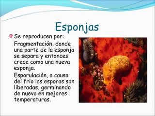 Esponjas
Se reproducen por:
Fragmentación, donde
una parte de la esponja
se separa y entonces
crece como una nueva
esponja.
Esporulación, a causa
del frio las esporas son
liberadas, germinando
de nuevo en mejores
temperaturas.
 