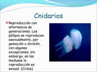 Cnidarios
Reproducción con
alternancia de
generaciones. Los
pólipos se reproducen
asexualmente, por
gemación o división,
con algunas
excepciones, sin
embargo, en las
medusas la
reproducción es
sexual. (Ciclos)
 