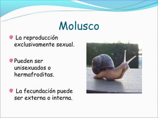 Molusco
La reproducción
exclusivamente sexual.

Pueden ser
unisexuados o
hermafroditas.

 La fecundación puede
ser externa o interna.
 