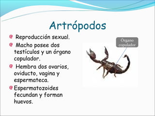 Artrópodos
 Reproducción sexual.      Órgano
 Macho posee dos          copulador
testículos y un órgano
copulador.
 Hembra dos ovarios,
oviducto, vagina y
espermateca.
Espermatozoides
fecundan y forman
huevos.
 