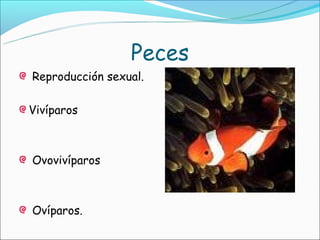 Peces
Reproducción sexual.

Vivíparos



Ovovivíparos



Ovíparos.
 