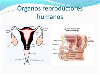 Órganos reproductores
      humanos
 
