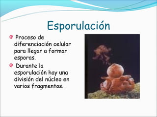 Esporulación
 Proceso de
diferenciación celular
para llegar a formar
esporas.
 Durante la
esporulación hay una
división del núcleo en
varios fragmentos.
 