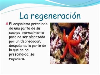 La regeneración
El organismo prescinde
de una parte de su
cuerpo, normalmente
para no ser alcanzado
por un depredador,
después esta parte de
la que se ha
prescindido, se
regenera.
 