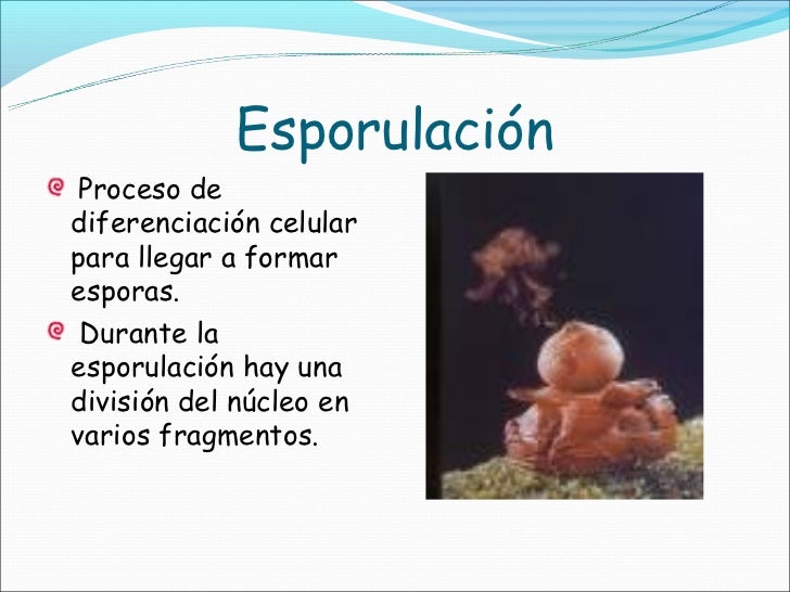 TIPOS DE REPRODUCCIÓN