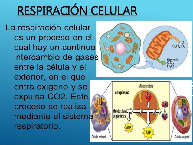 Tipos de respiracion