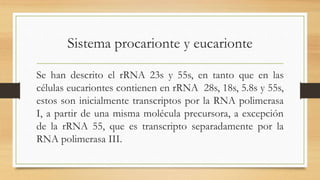 Sistema procarionte y eucarionte
Se han descrito el rRNA 23s y 55s, en tanto que en las
células eucariontes contienen en rRNA 28s, 18s, 5.8s y 55s,
estos son inicialmente transcriptos por la RNA polimerasa
I, a partir de una misma molécula precursora, a excepción
de la rRNA 55, que es transcripto separadamente por la
RNA polimerasa III.
 