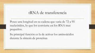 tRNA de transferencia
Posee una longitud en su cadena que varia de 72 a 95
nucleótidos, lo que los convierte en los RNA mas
pequeños.
Su principal función es la de activar los aminoácidos
durante la síntesis de proteínas
 
