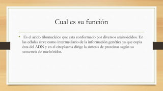 Cual es su función
• Es el acido ribonucleico que esta conformado por diversos aminoácidos. En
las células sirve como intermediario de la información genética ya que copia
ésta del ADN y en el citoplasma dirige la síntesis de proteínas según su
secuencia de nucleótidos.
 