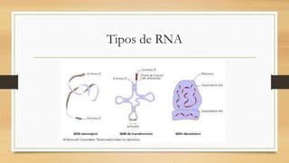 Tipos de RNA
 