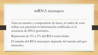 mRNA mensajero
Varia en tamaño y composición de bases, el orden de estas
refleja con precisión la información codificada en la
secuencia de DNA genómico.
Representa de 3% a 5% del RNA total celular.
El tamaño del RNA mensajero depende del tamaño del gen
transcrito.
 
