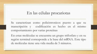 En las células procariotas
Se caracterizan como policistronicos puesto a que su
transcripción y codificación es hecho en el mismo
comportamiento por varias proteínas
En estas moléculas se encuentra un grupo trifosfato y en su
región terminal corresponde a la base del mRNA. Este tipo
de moléculas tiene una vida media de 5 minutos.
 