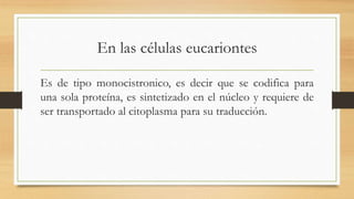 En las células eucariontes
Es de tipo monocistronico, es decir que se codifica para
una sola proteína, es sintetizado en el núcleo y requiere de
ser transportado al citoplasma para su traducción.
 