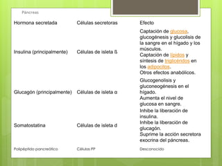 Hormona secretada Células secretoras Efecto
Insulina (principalmente) Células de isleta ß
Captación de glucosa,
glucogénesis y glucolisis de
la sangre en el hígado y los
músculos.
Captación de lípidos y
síntesis de triglicéridos en
los adipocitos.
Otros efectos anabólicos.
Glucagón (principalmente) Células de isleta α
Glucogenolisis y
gluconeogénesis en el
hígado.
Aumenta el nivel de
glucosa en sangre.
Somatostatina Células de isleta d
Inhibe la liberación de
insulina.
Inhibe la liberación de
glucagón.
Suprime la acción secretora
exocrina del páncreas.
Polipéptido pancreático Células PP Desconocido
Páncreas
 