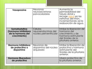 Vasopresina Neuronas
neurosecretoras
parvocelulares
Aumenta la
permeabilidad del
túbulo distal y
recoge agua en las
nefronas del riñón,
incrementando así la
reabsorción de agua.
Somatostatina
(hormona inhibidora
de la hormona del
crecimiento)
Células
neuroendocrinas del
núcleo periventricular
Inhibe la liberación de
hormona del
crecimiento y de
hormona estimulante
del tiroides de la
pituitaria anterior.
Hormona inhibidora
de prolactina o
dopamina
Neuronas de
dopamina del núcleo
arqueado
Inhibe la liberación de
prolactina y hormona
estimulante del
tiroides de la pituitaria
anterior.
Hormona liberadora
de prolactina
Libera prolactina de
la pituitaria anterior.
 