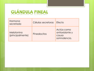 Hormona
secretada
Células secretoras Efecto
Melatonina
(principalmente)
Pinealocitos
Actúa como
antioxidante y
causa
somnolencia.
 