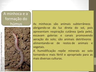 Tipos de-solo-6º-ano (1) | PPT