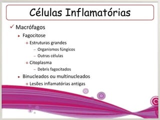 Células Inflamatórias
 Macrófagos
► Fagocitose
 Estruturas grandes
– Organismos fúngicos
– Outras células
 Citoplasma
– Debris fagocitados
► Binucleados ou multinucleados
 Lesões inflamatórias antigas
 
