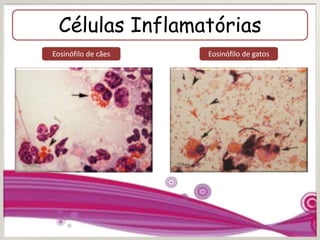 Células Inflamatórias
Eosinófilo de cães Eosinófilo de gatos
 