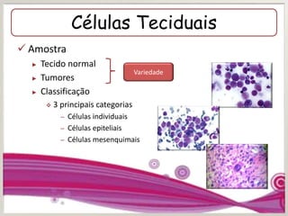 Células Teciduais
 Amostra
► Tecido normal
► Tumores
► Classificação
 3 principais categorias
– Células individuais
– Células epiteliais
– Células mesenquimais
Variedade
 