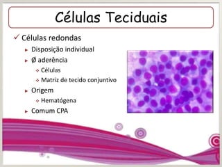 Células Teciduais
 Células redondas
► Disposição individual
► Ø aderência
 Células
 Matriz de tecido conjuntivo
► Origem
 Hematógena
► Comum CPA
 