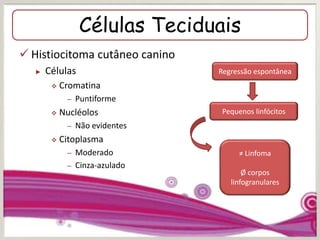 Células Teciduais
 Histiocitoma cutâneo canino
► Células
 Cromatina
– Puntiforme
 Nucléolos
– Não evidentes
 Citoplasma
– Moderado
– Cinza-azulado
Regressão espontânea
Pequenos linfócitos
≠ Linfoma
Ø corpos
linfogranulares
 